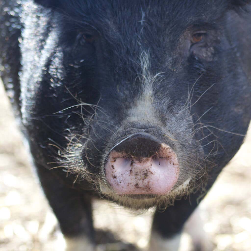 Pig - Fear Scream Park