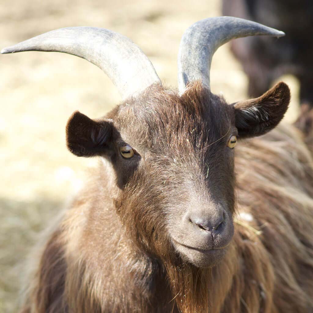 PYGMY GOAT