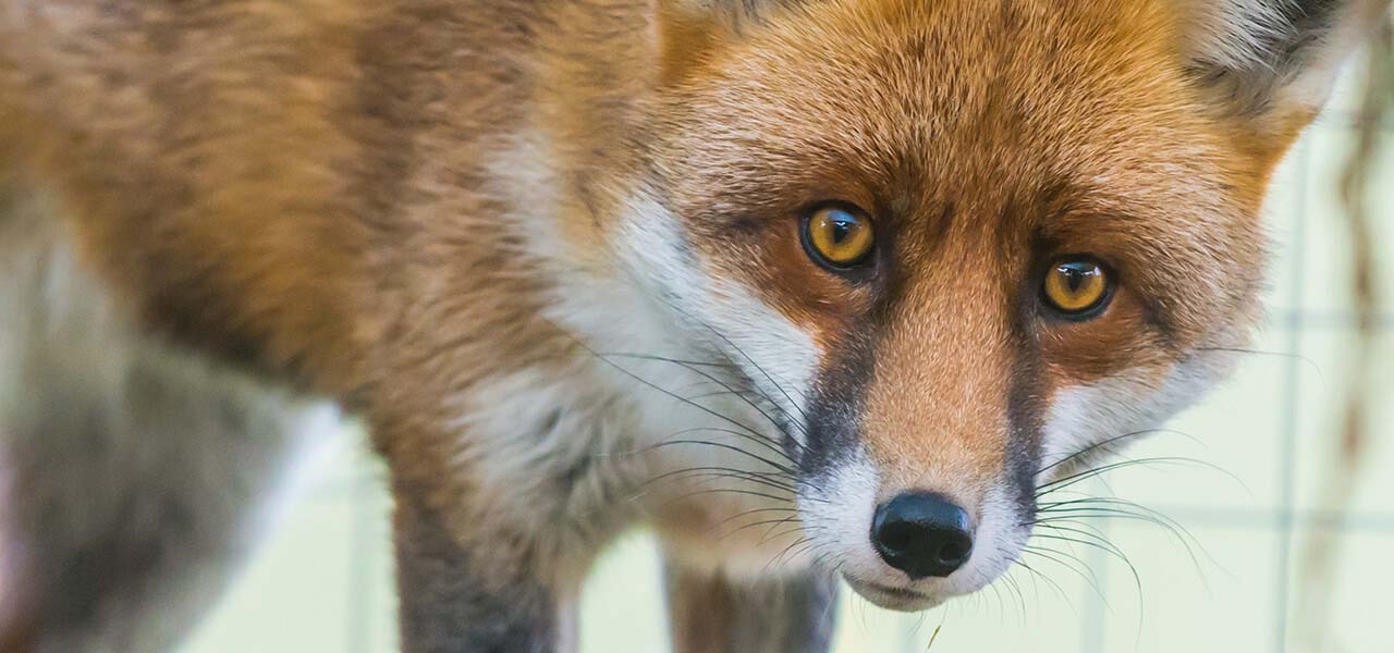 Rusty the Fox - Fear Scream Park