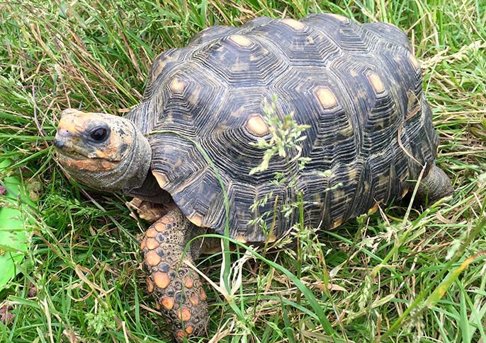 Tortoise - FEAR Scream Park