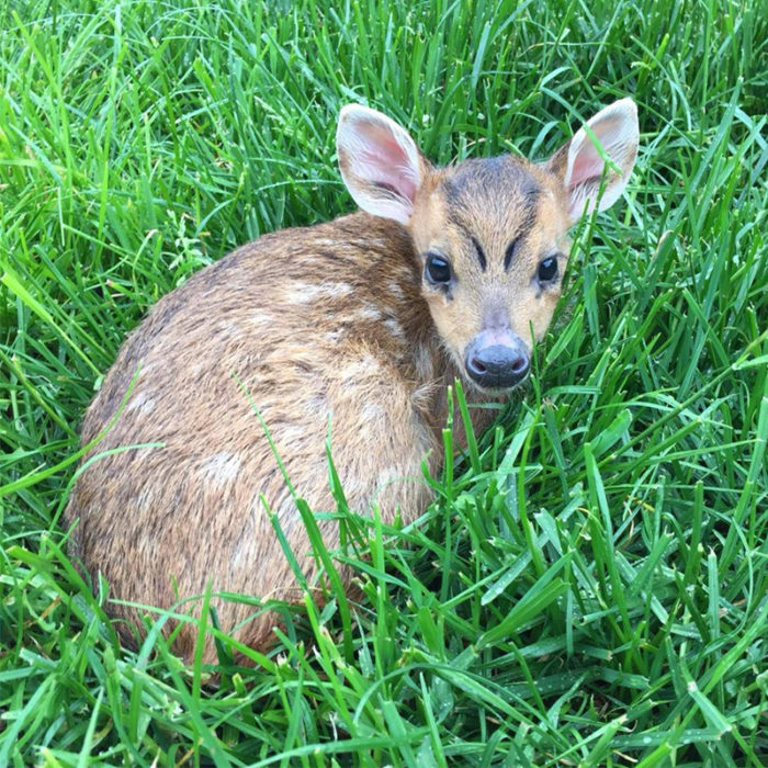 muntjac deer